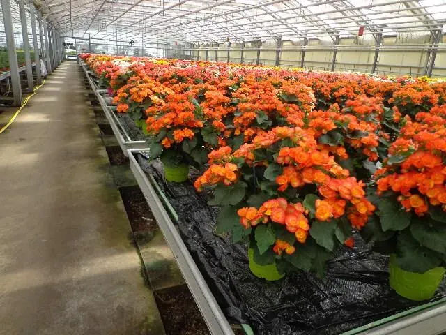 producteur de plantes pour professionnel à Suaux