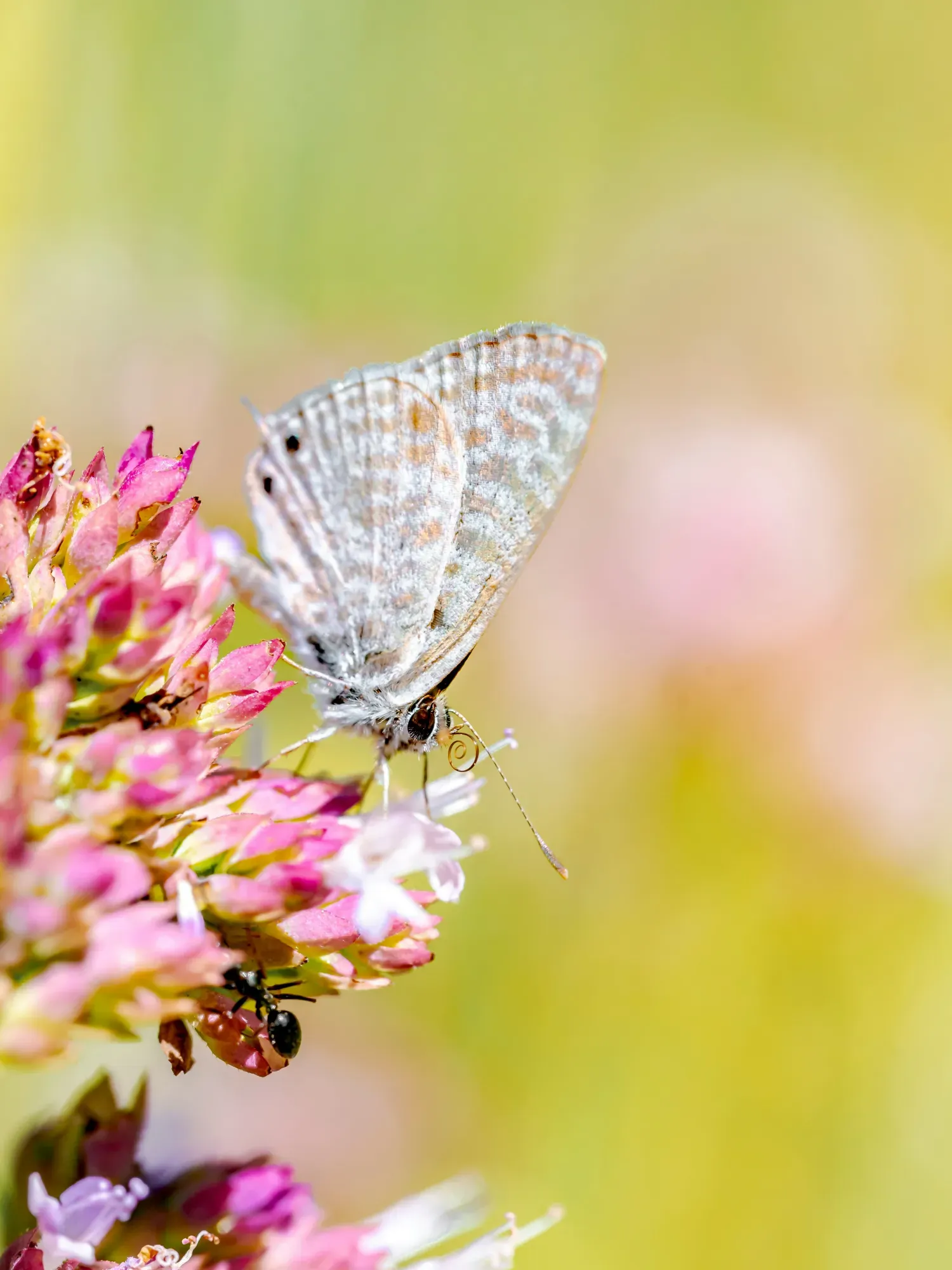 insects plantes (1).webp