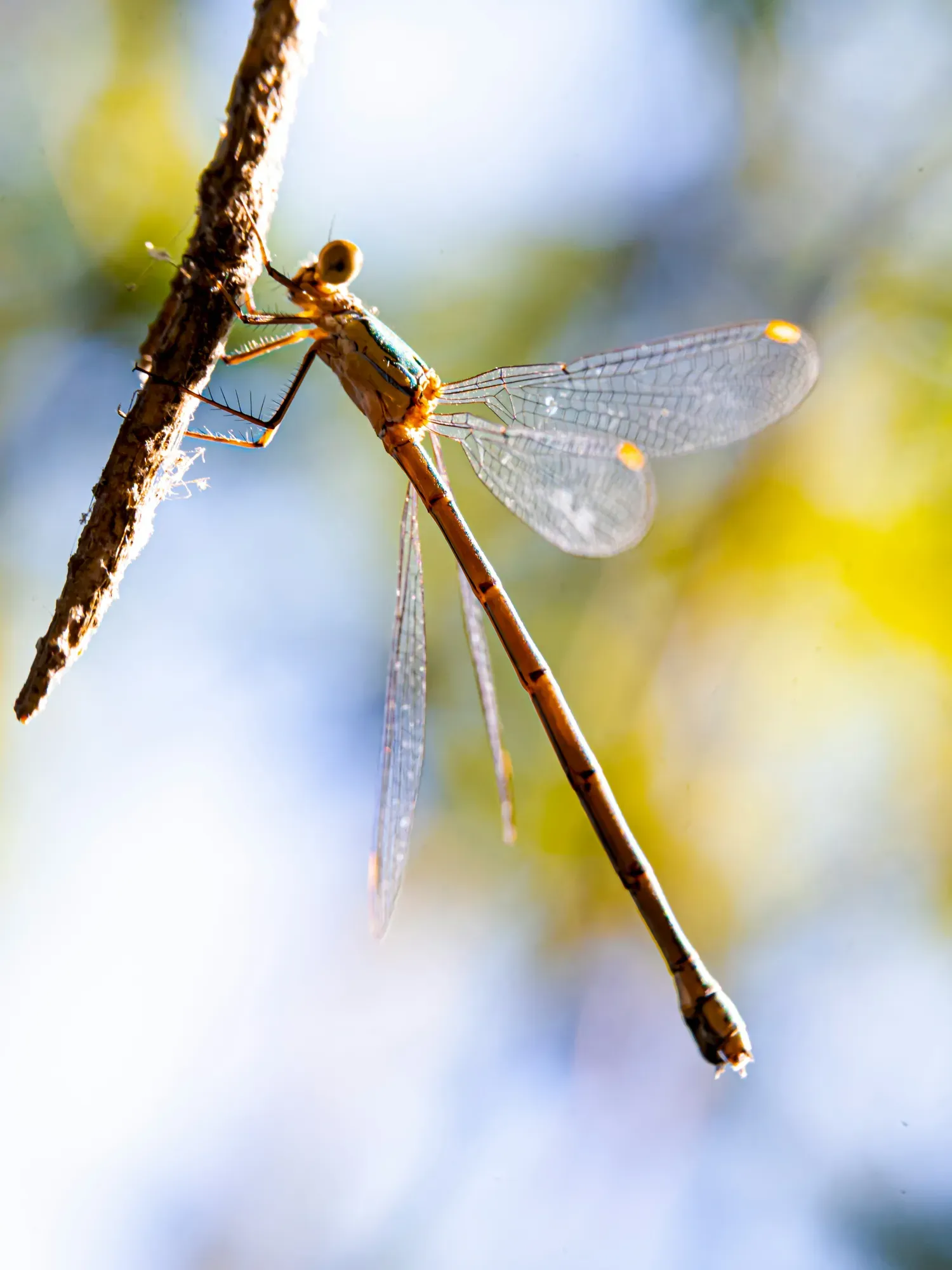 insects plantes (4).webp