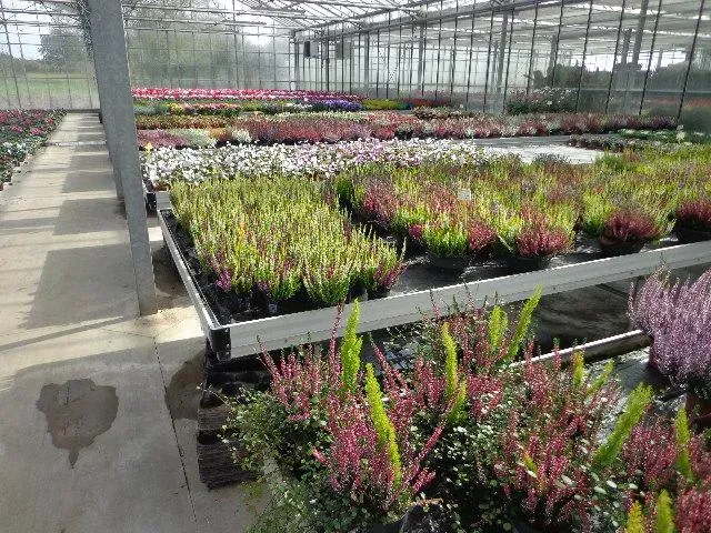 serres de jardin à Suaux