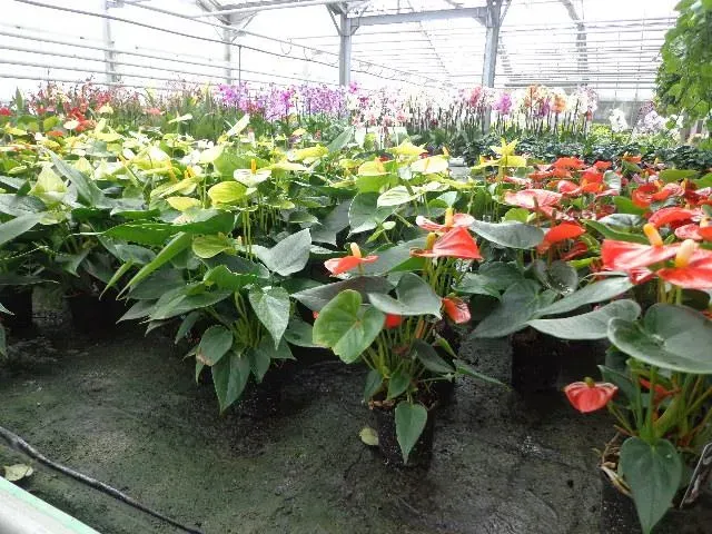 pépinières à Suaux