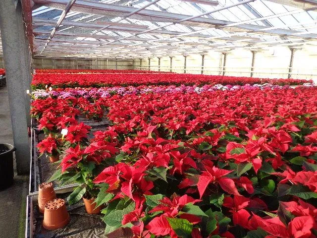 producteur de plantes à Suaux