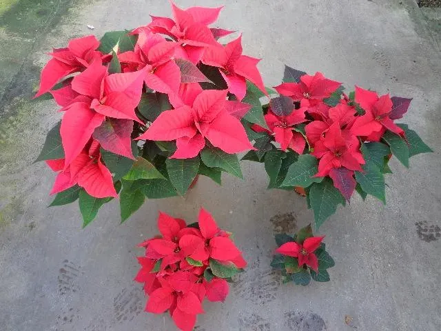 horticulture à Suaux