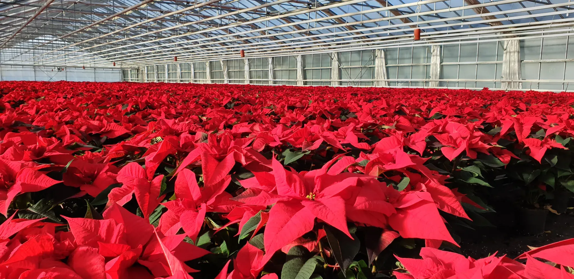 poinsettia 1